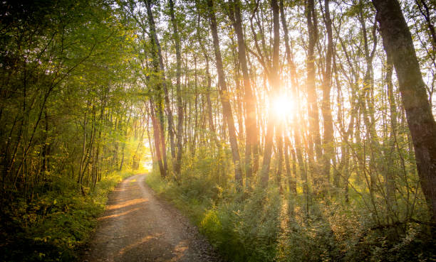 Sunlit forest trail with tall trees and green foliage